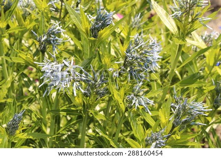 Shining Blue Star (or Ozark Blue Star) flowers in Innsbruck, Austria. Its scientific name is Amsonia Illustris, native to the USA.