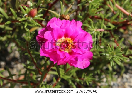 Moss rose or Portulaca grandiflora or Rose moss or Ten oclock or