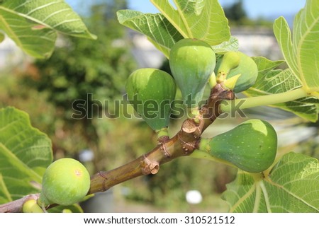 Green raw figs on the fig tree which are known as \