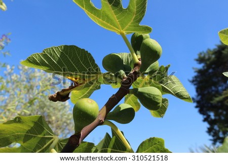 Green raw figs on the fig tree which are known as \