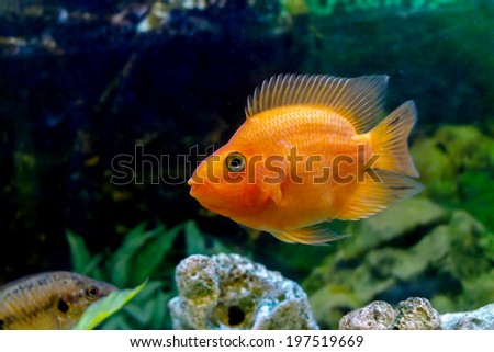 image of a beautiful aquarium decorative orange parrot fish