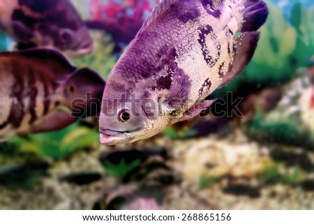 mage of a beautiful aquarium fish Astronotusa