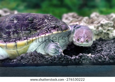 Image amphibian exotic animal Chelidae in water