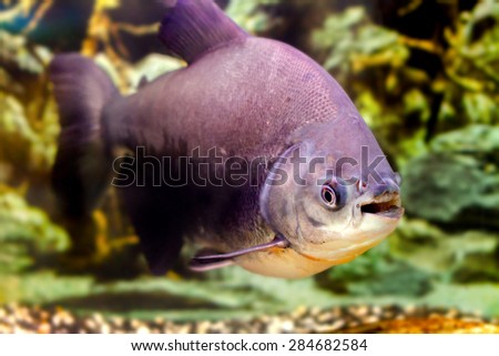 image of a beautiful aquarium fish black pacup