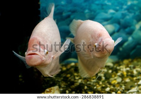 Image big fish in the aquarium gourami fishingl