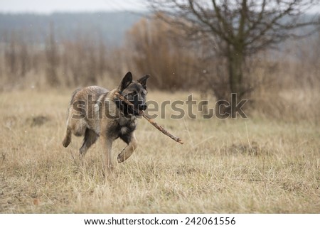 German shepherd runs with a stick in his mouth across the steppe