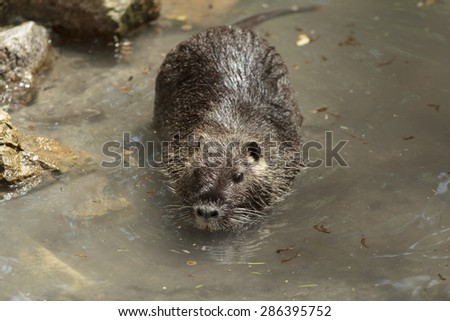 single big nutria female swims in a water