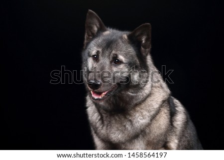 Shutterstock Puzzlepix