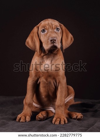 Similar – Image, Stock Photo Hungarian shorthaired dog