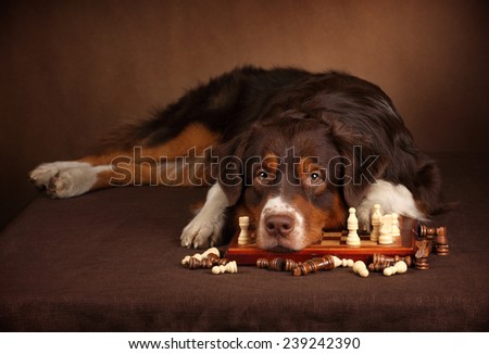 dog chess player