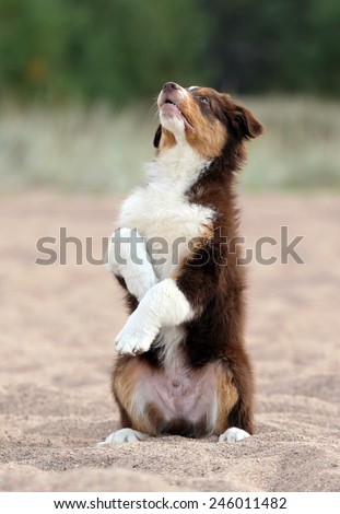 dog is sitting on its hind legs