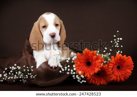 Puppy in a basket with flowers