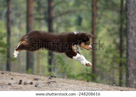 Puppy jumping