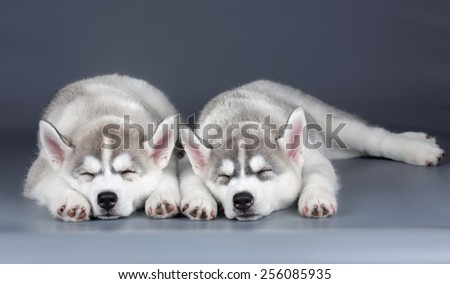 Two sleeping puppy