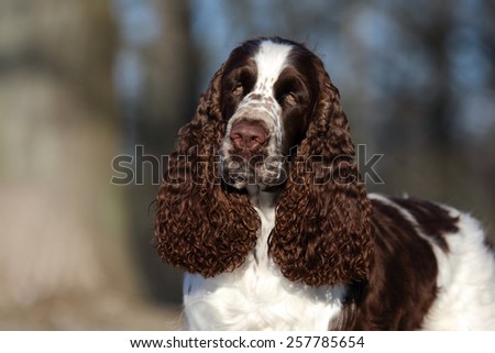 A beautiful English Springer Spaniel dog head portrait with cute expression in the face watching other dogs in the park