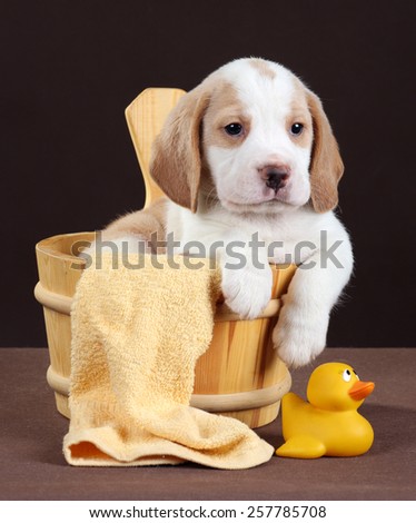 puppy sitting in a tub and a rubber ducky ready for his bath