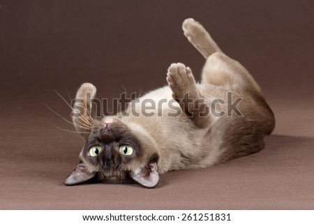 Relaxing  cat lying on her back