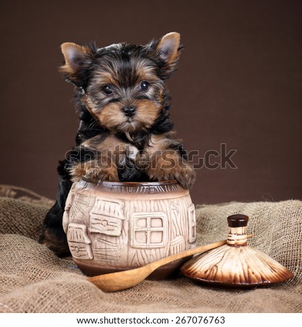 Cute Puppy Yorkshire terrier stands paws on a clay pot