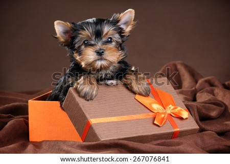 Funny shaggy puppy sitting in a gift box