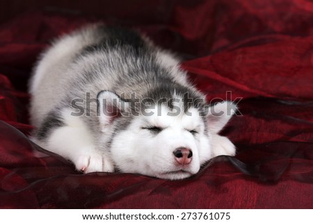 Funny puppy sleeping on a red background