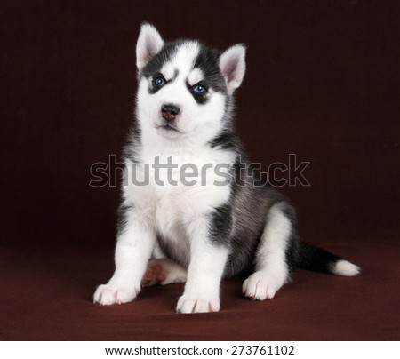 Cute black and white puppy with blue eyes
