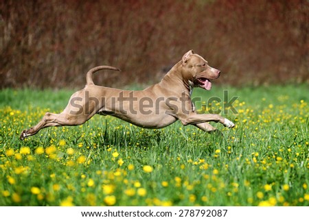 Beautiful dog running on the grass