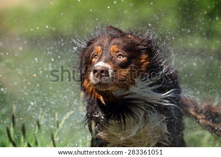 The dog shakes off water