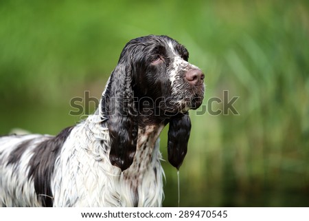Dog Springer Spaniel, portrait