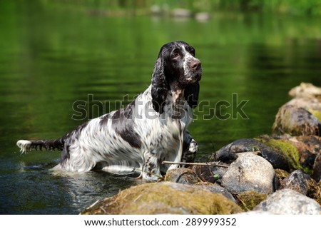 Wet dog standing in water