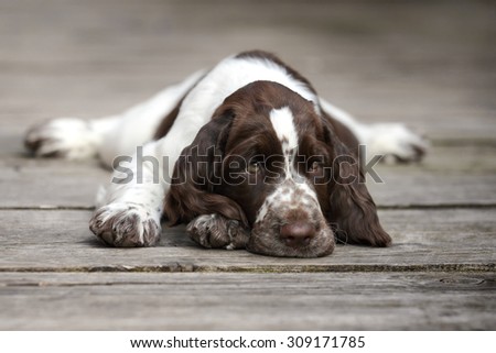 Sweet sad puppy lying on the wooden floor