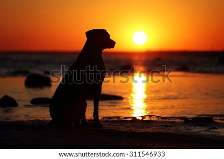 Dog Silhouette at sunset
