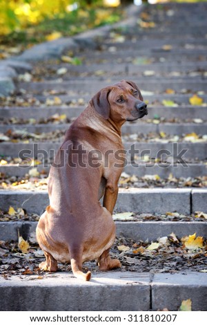 Beautiful dog sitting on the stone steps back