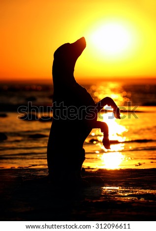 Silhouette of a dog in the setting sun