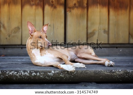Beautiful dog lying on wooden stairs