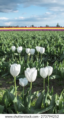 White Tulips in Tulip Festival Field with Clouds in Background