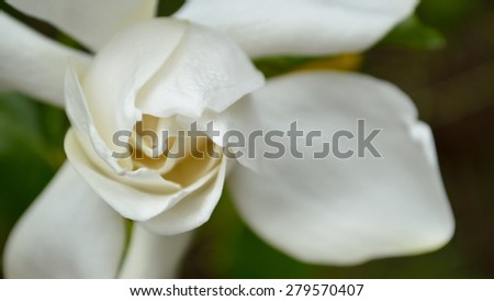 Extreme closeup of a white gardenia bloom as its just beginning to open, in panorama size. Letterbox shape with copy space to right. Elegant modern floral.