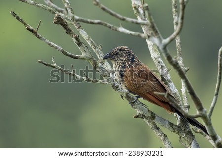 Lesser coucal is a common bird and easy to find in the forest in the north of Vietnam. In the photograph, an immature one\'s showing its beauty on a nearly dead tree
