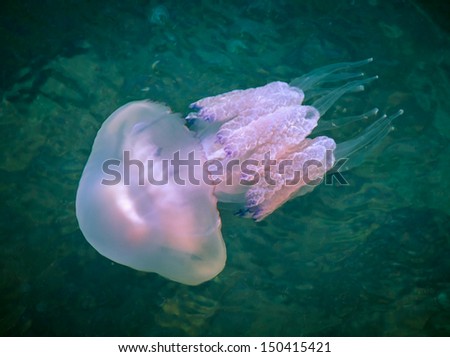 Rhizostoma - dangerous jellyfish lives underwater of a Black sea. Medusa has long tentacles with stinging cells - they leave burns on the human skin.