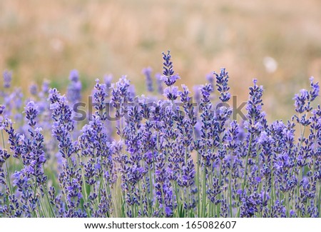 Lavender is a beautiful aroma flower in herbal medicine. Lavender flowers on the field. Lavender blossoms in summer - agricultural landscape.