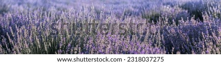 Image, Stock Photo #A# Lavender in the garden I