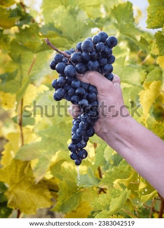 Similar – Foto Bild reife dunkelrote Weintrauben wachsen an der Wand einer Terrasse