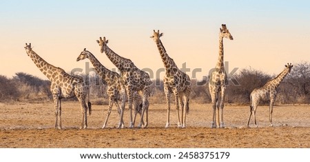Similar – Image, Stock Photo Etosha National Park Namibia Safari Savanna Desert Acacia Tree Clouds Steppe Africa Background Distance