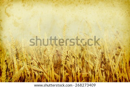 Wheat field with empty copy-space and frame for your text - agricultural and food concept in retro style. Vintage paper texture background with a cereal field.