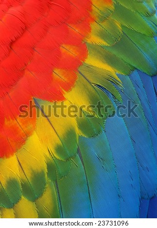 Exotic texture feathers background, closeup bird wing. Colorful parrot feather background