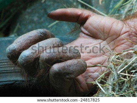 Gorilla hand with hairy fingers, close-up. Palm of great apes, the hand of King Kong with ropes in a cage.