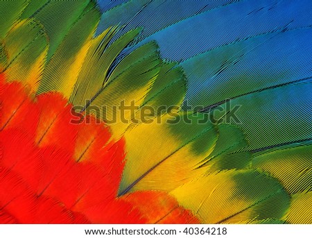 Feathers texture - macaw parrot wing. Bird plumage - rainbow feathers background.