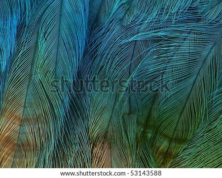 exotic texture feathers background, closeup bird wing