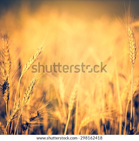 Wheat ears on the field closeup with soft light effect. Organic food - cereal plants in soft focus. Wheat field with bokeh blur and copy-space for your text in centre.