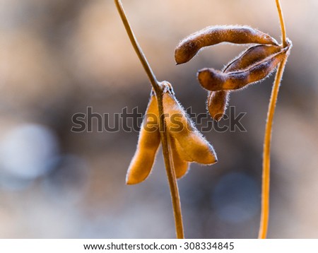 Soybeans pod macro in a soft focus. Harvest of soy beans - agriculture legumes plant. Soybean field - dry soyas pods.