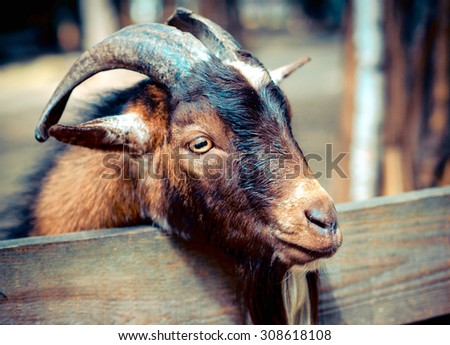 Portrait a goat - horned cloven-hoofed animals on the farm, closeup shot. Pet mammal family.